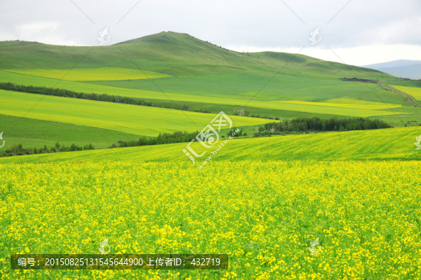 夏季大面積的油菜田