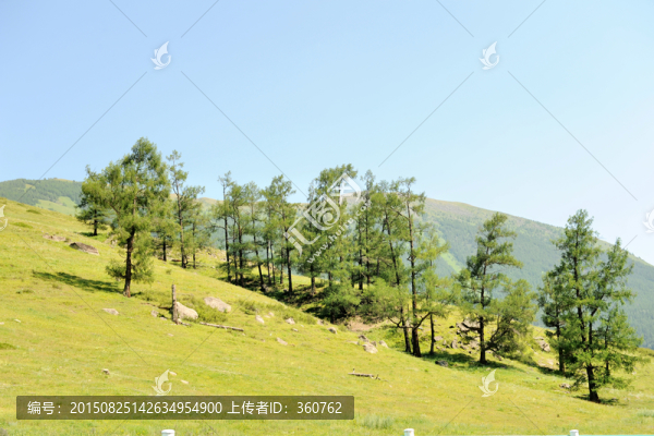 山坡,松樹
