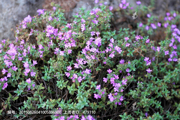 小花,火山巖