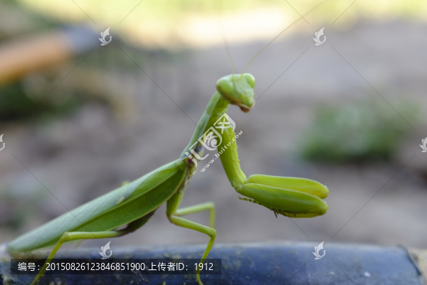 螳螂