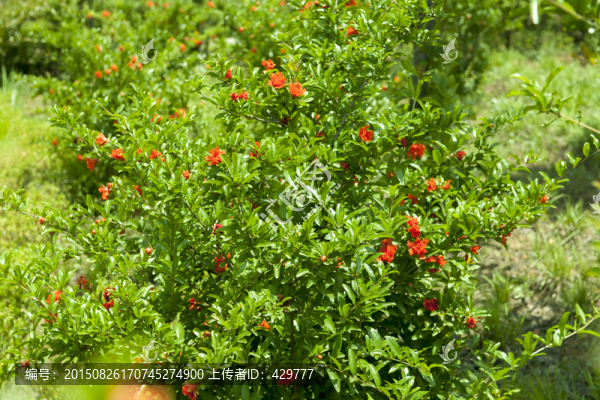 石榴花