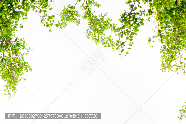 綠葉邊框