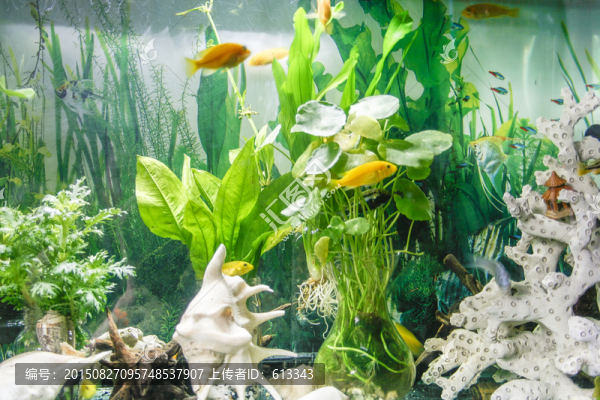 熱帶魚