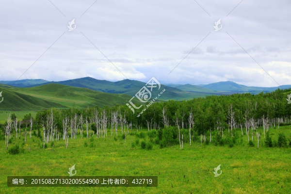 夏季的大興安嶺,森林