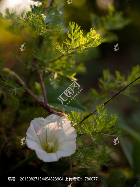 花和葉