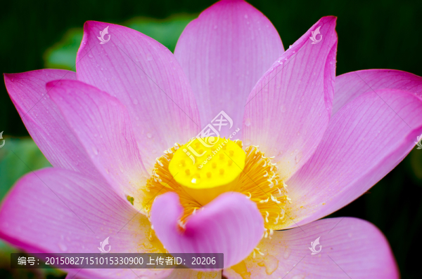 荷花,蓮花