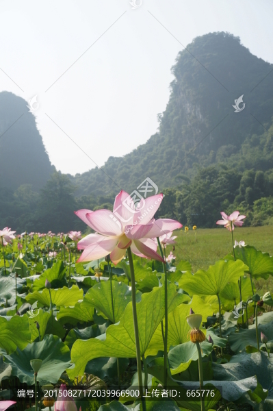 荷花