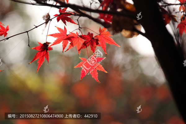 楓葉