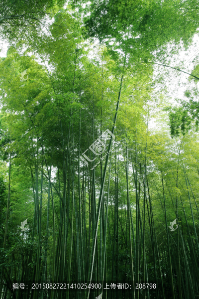 竹子