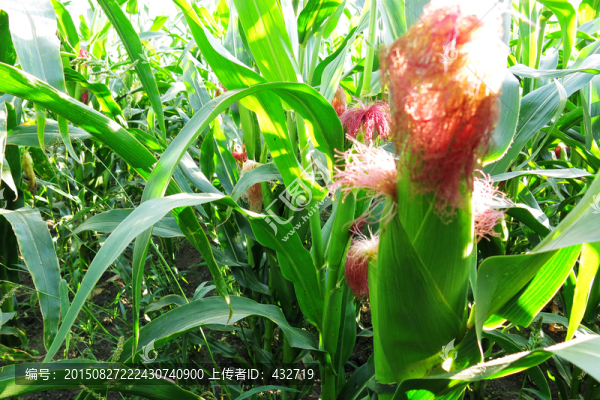玉米地種植