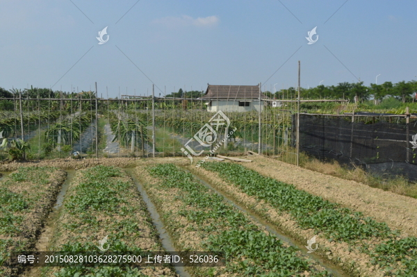 農(nóng)場