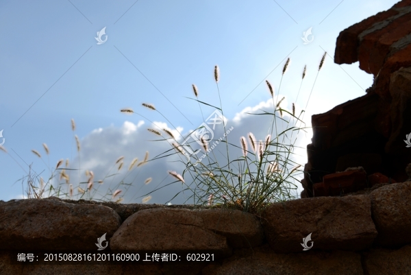 狗尾巴草