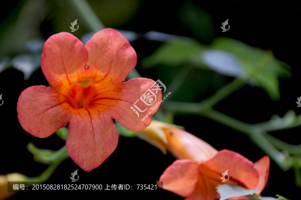 花卉