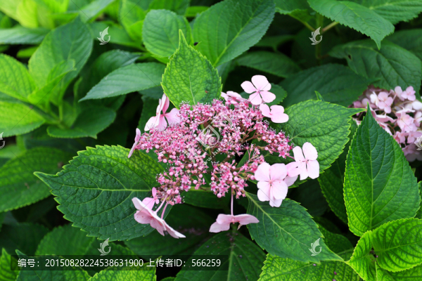 繡球花