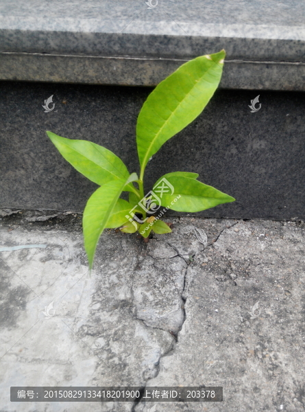 石縫里生長的樹苗
