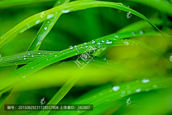 露珠