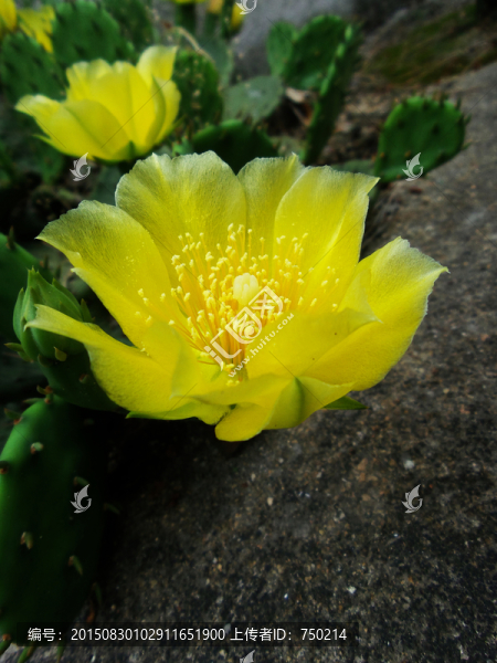 仙人掌花素材仙人掌黃花