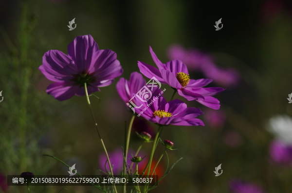波斯菊