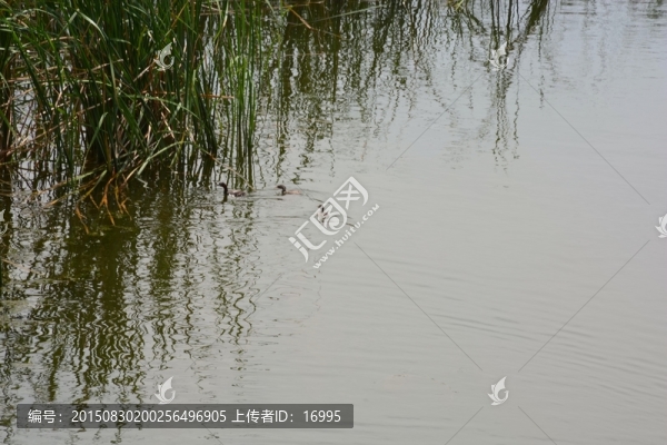 葦湖