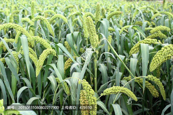 谷穗,谷子