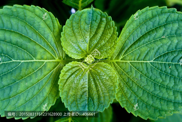 綠色植物