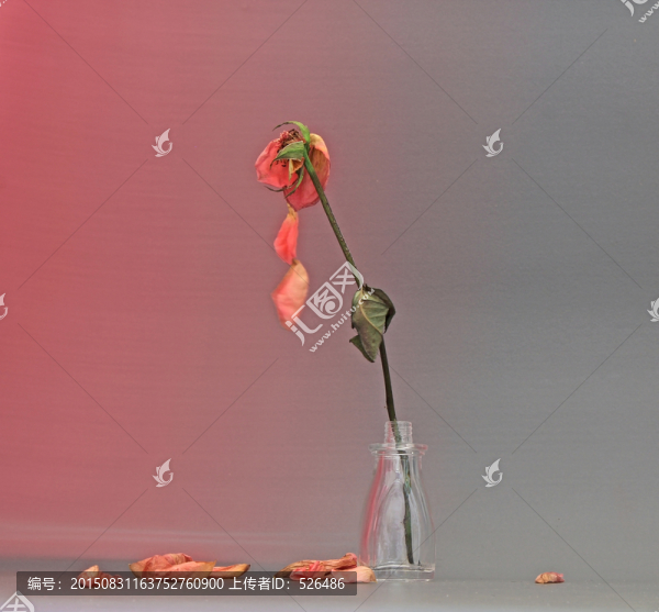玫瑰花瓣