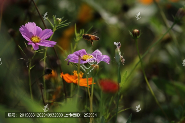 輕快地小蜜蜂