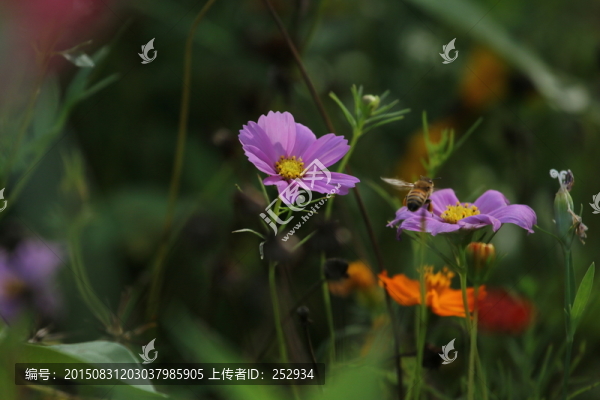 輕快地小蜜蜂