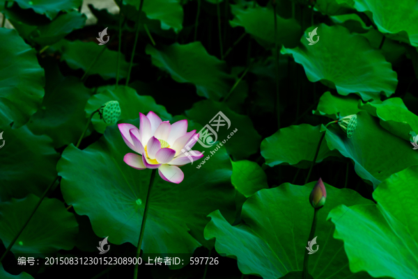 水墨荷花