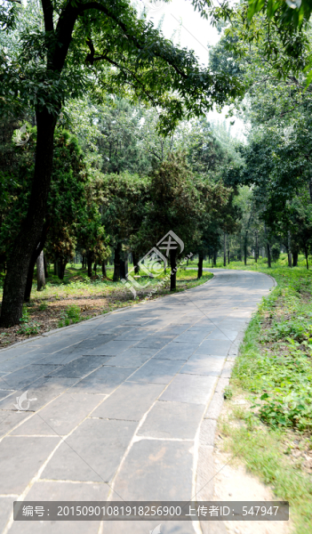孔林小路