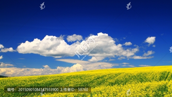 油菜花怒放