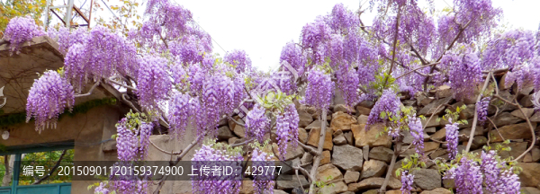 紫藤花,紫藤樹(shù)