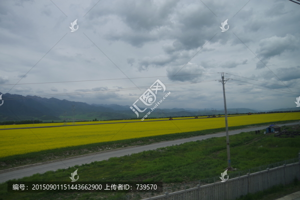 油菜花地