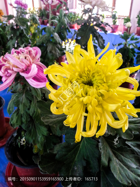 菊花