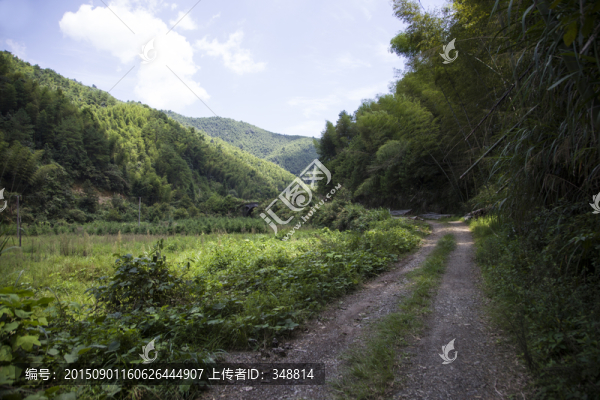 竹林