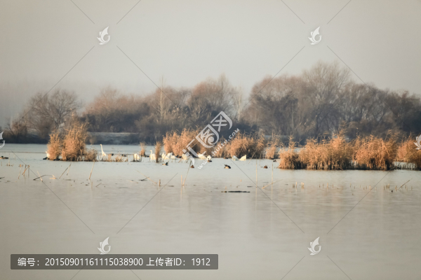 白鷺