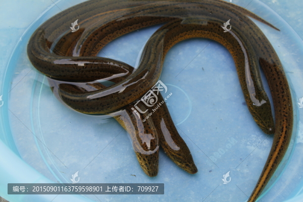 黃鱔,鱔魚,魚類
