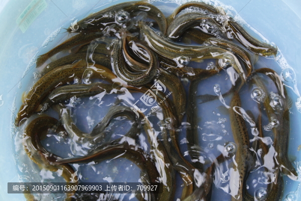 野生泥鰍