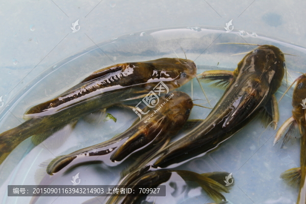 昂刺魚,野生,活魚