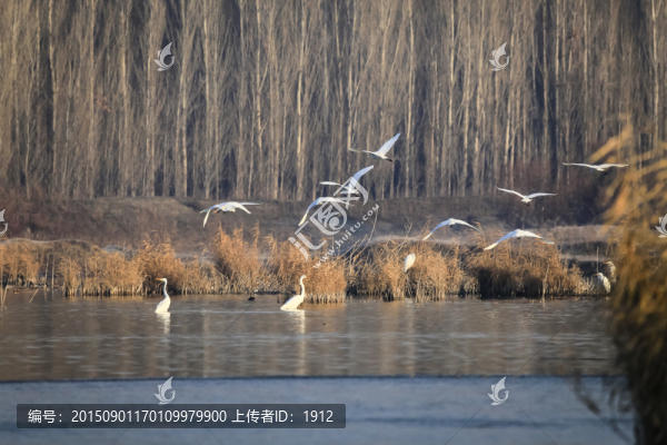白鷺