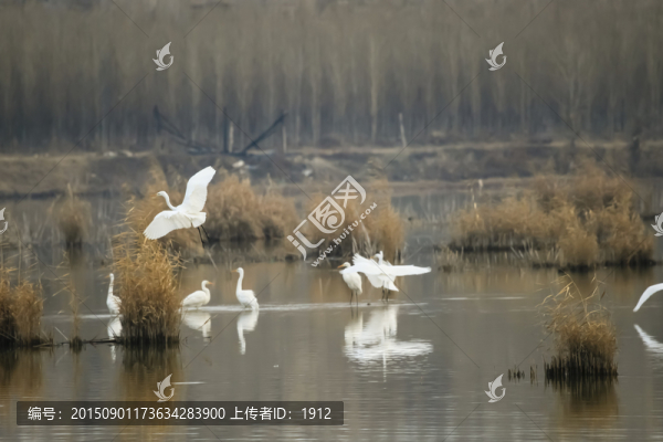 白鷺