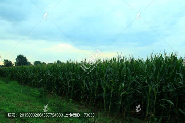 玉米地