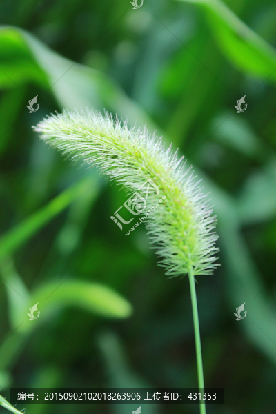 狗尾巴草