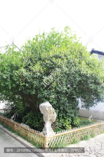 桂花樹,桂花香