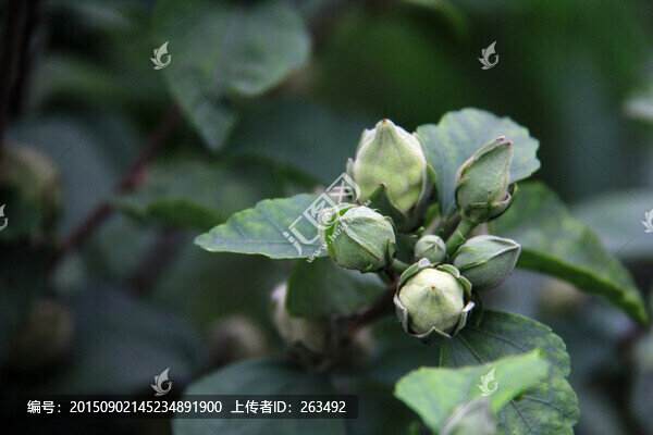 木槿花骨朵兒