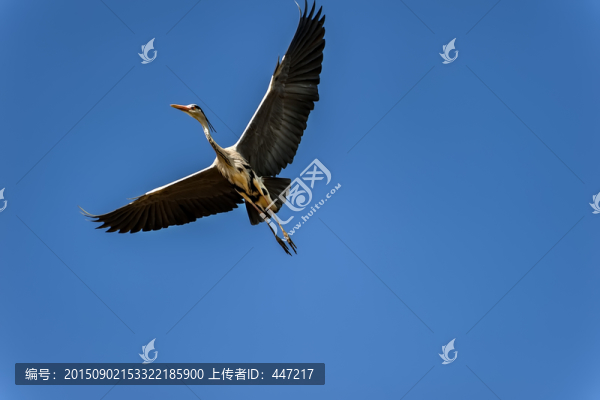 云南曲靖牙易里蒼鷺