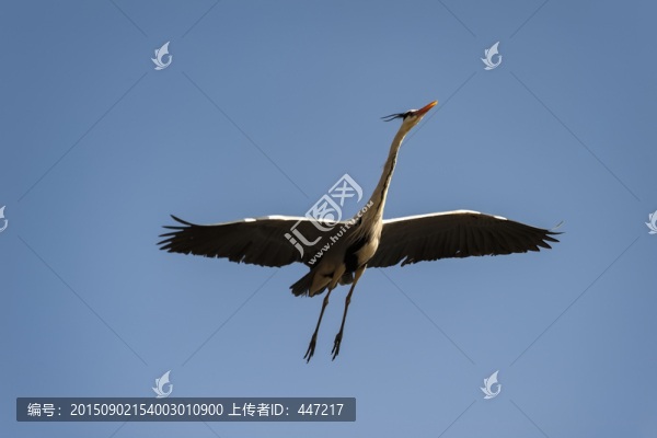 云南曲靖牙易里蒼鷺
