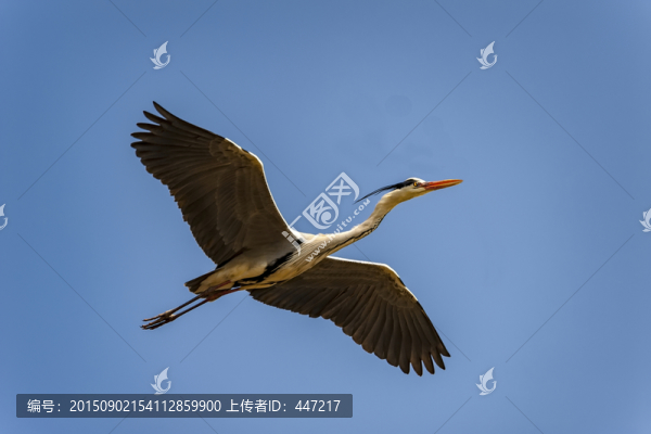 云南曲靖牙易里蒼鷺
