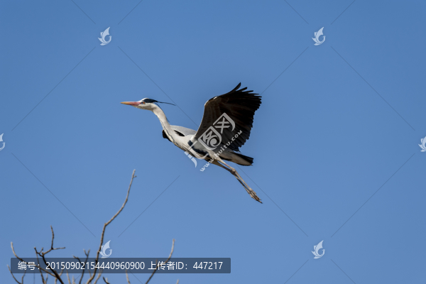 曲靖牙易里蒼鷺