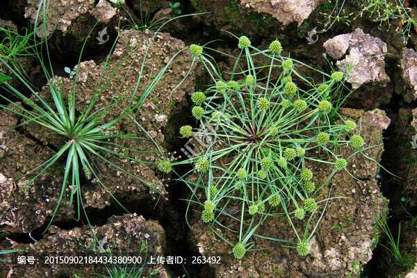 池塘野草